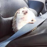 turb00?ёжик-absolute