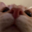 kitty's avatar