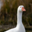 unofficialgoose