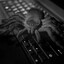 ArachnoCoder No.20