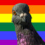 Pigeon_Tacticz