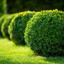 Hide on Bush