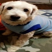 PatoManco