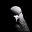 golub pigeon