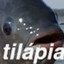 tilápia