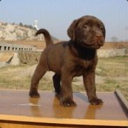 你不说什么事，我怎么知道该回答在还是不在？