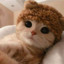 Cute kitten :)