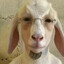 Goat
