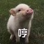 苏格兰小母猪丶