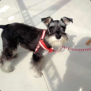 农夫山泉有点甜