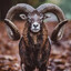 Mouflon