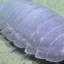 The Good Isopod