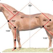 HorseAngles