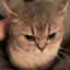 miaowu