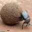 Digitonthophagus gazella