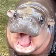 หมูเด้งๆ