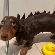 slug