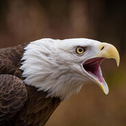 BIGGEST BIRD KAKAAAHHH