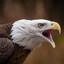 BIGGEST BIRD KAKAAAHHH