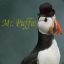 Mr.Puffin ( &#039;v&#039; )