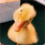 Quickduck