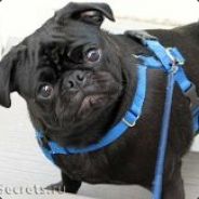 Solovey из Павлодара