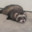Apathetic Ferret avatar