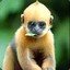 Langur