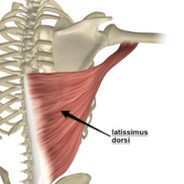 latissimus dorsi