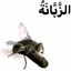 MOUCHE A BITE
