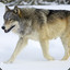 Wolfe