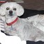 MuttCutts