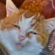 Schmollystiggy