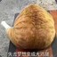 带着两头猪玩