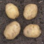 4potatoes