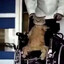 ♿ Disabled Cat ♿