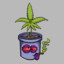 Treant Sativa