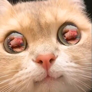 爱看书的暴龙兽