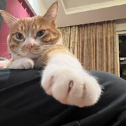 胡萝卜没有耳朵