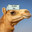 unassumingcamel331