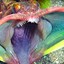 Predatoryfish25