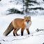 EliteFox