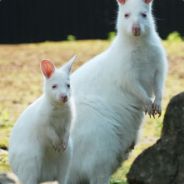 Albino Wallaby