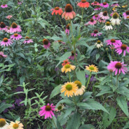 女生宿舍捡逼毛