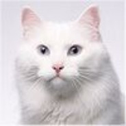 ==White_Cat==
