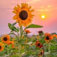 幸福开心everyday