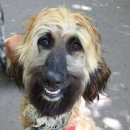 тимоха пахомов