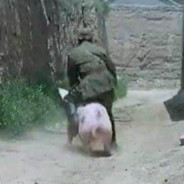 骑猪压弯被判三年