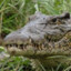 Cuban Crocodile