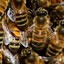 The swarm's avatar